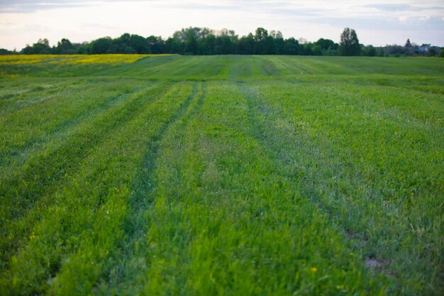 Groene weide bedekt met gras tegen de achtergrond van de lucht en het bos