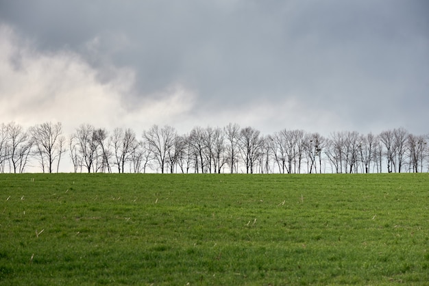 Groene weide en blauwe hemel met bomen op een horizon