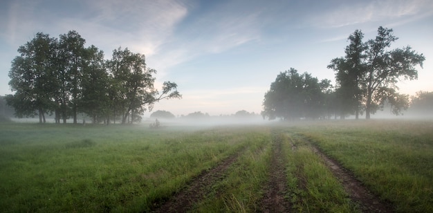 Groene weide en bomen