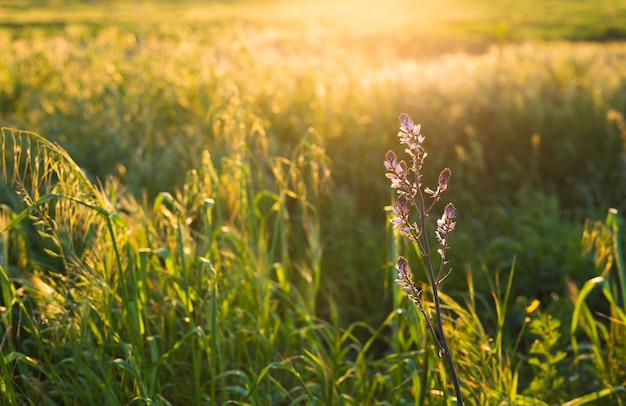 Groene weide. Heldere zonsondergang over groen veld