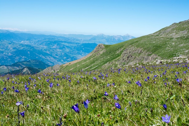 Groene weide in de bergen tijdens de zomer als natuurachtergrond