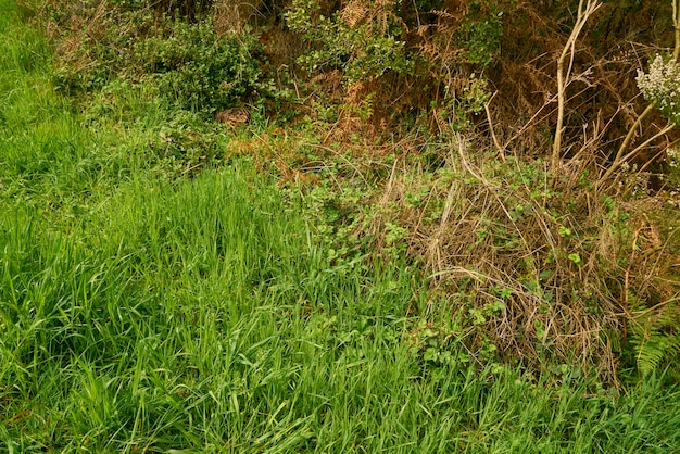 Foto groene weide in een park bij daglicht