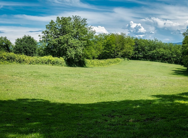 Groene weide in het bos