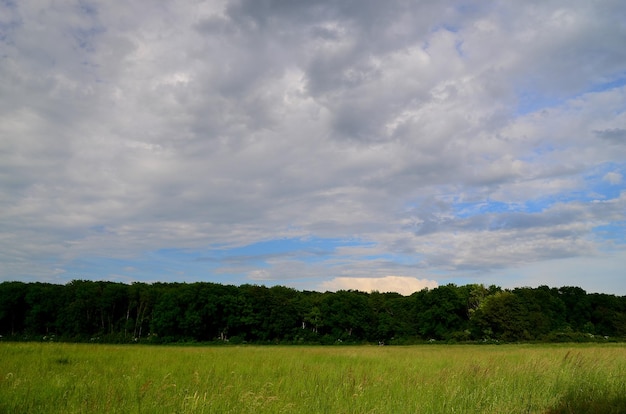 Groene weide met bos en wolken