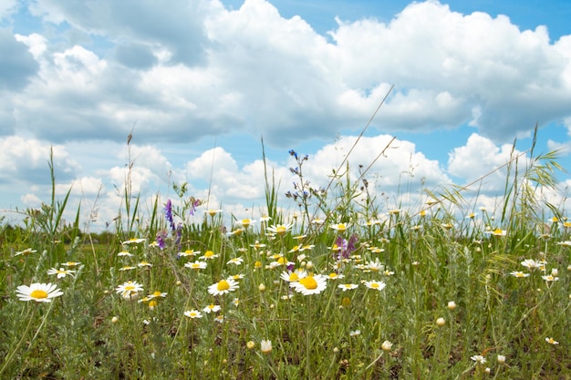 Groene weide met kamilles en blauwe bewolkte lucht