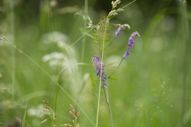 Groene weide met planten