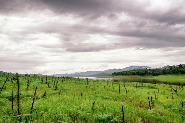 Groene weide met stomp bewolkt