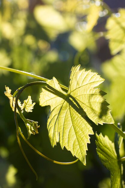 Groene wijnbladeren in zonlicht