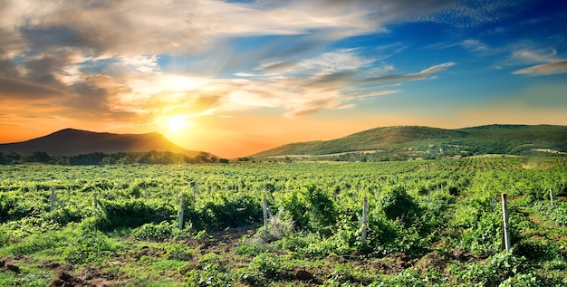 Groene wijngaard bij de zonsopgang op de Krim