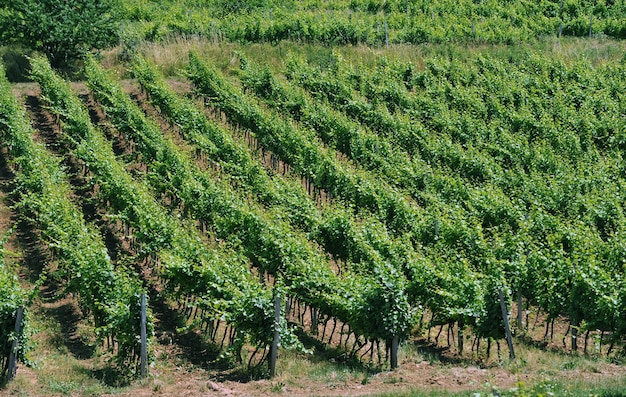 Groene wijngaarden en wijnstokken Teelt van druivenrassen voor wijnproductie