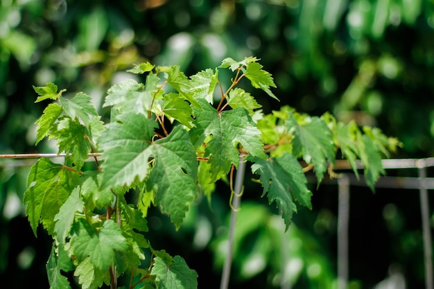 Foto groene wijnstokbladen die kruipen