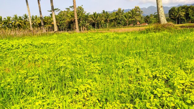 groene wijnstokken op het veld