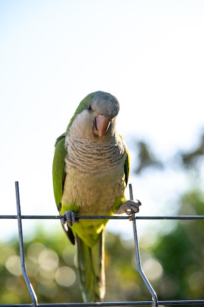 Groene wilde papegaai op een straat in Barcelona Blur background