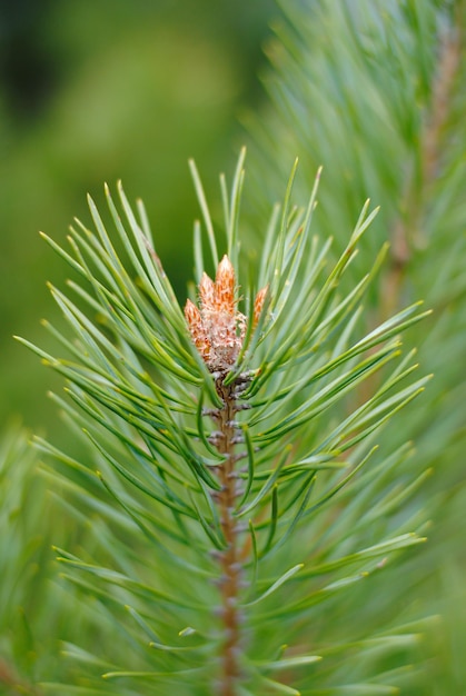 Groene winter achtergrond sparren naalden close-up