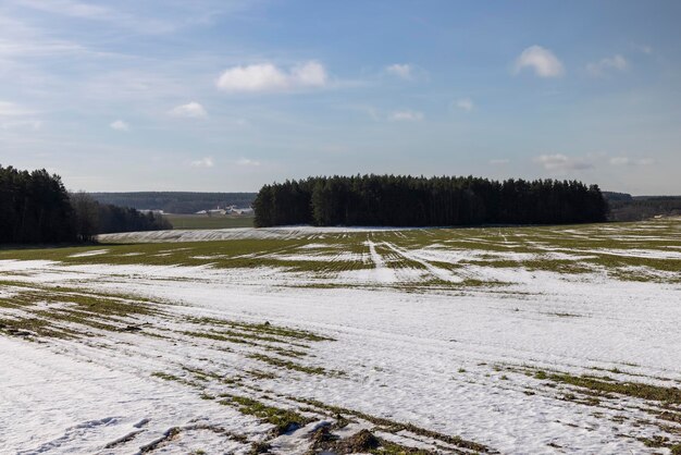 groene winterkoren in het winterseizoen