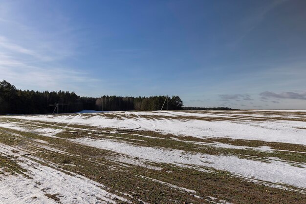 groene wintertarwe in het winterseizoen tarwekiemen die groeien in het winterseizoen