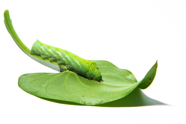 Groene worm met bladeren die op wit worden geïsoleerd