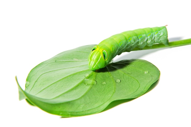 Groene worm met bladeren die op wit worden geïsoleerd