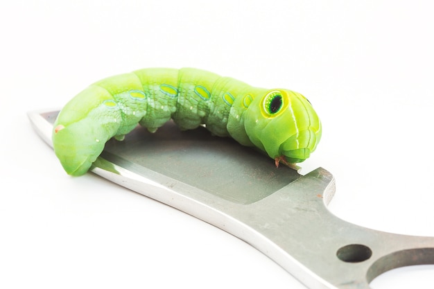 Groene worm met bladeren die op wit worden geïsoleerd