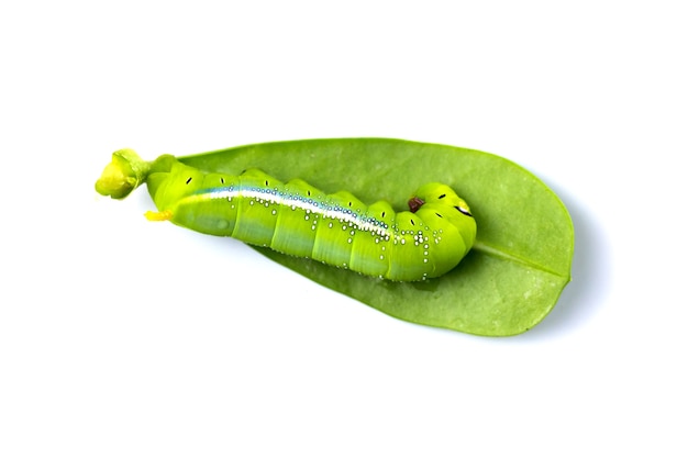 Groene worm op groene bladeren op witte achtergrond