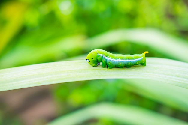 Foto groene worm op het blad