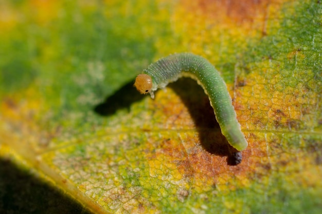 Groene worm rupsen dieren isoleren op blad achtergrond