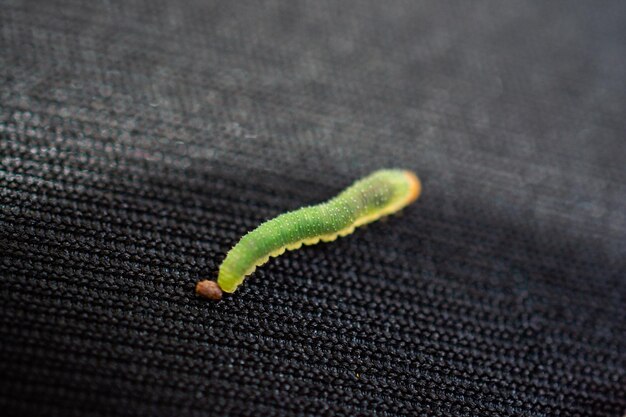 Foto groene worm rupsen dieren isoleren op zwarte stof