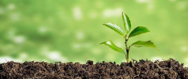 Groene zaailing die ter plaatse in de regen groeit