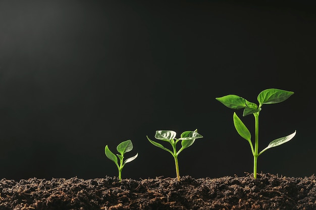 Groene zaailing groeit op de grond in de regen growing