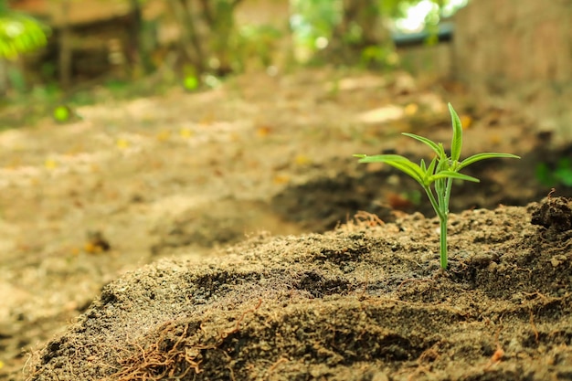 Groene zaailing groeit uit de bodem op de natuur achtergrond Ecologie concept