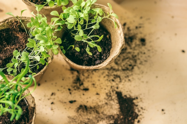 Groene zaailing groeit uit de grond