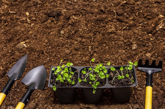 Groene zaailingen en tuingereedschap op grond achtergrond. Klaar om in de volle grond te planten. Plant zorgconcept