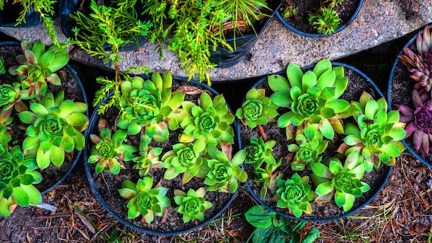 Groene zaailingen in biologisch afbreekbare potten Groene planten in turfpotten Babyplanten zaaien in kleine potten Trays voor landbouwzaailingen