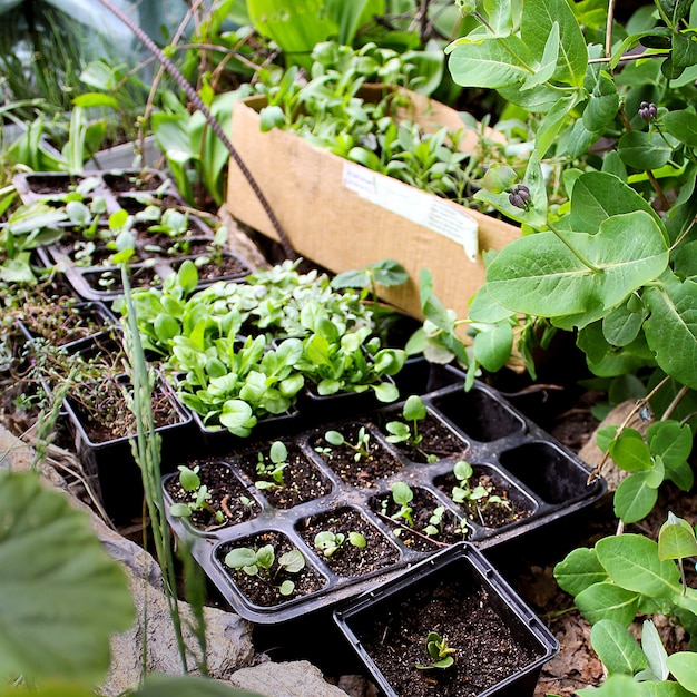 Groene zaailingen lentetuin