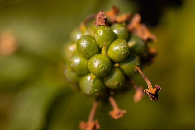 Groene zaden op boomtak