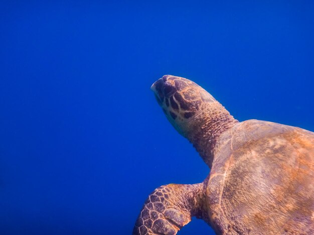 Groene zeeschildpad in diepblauw water vanuit de portretweergave van de rode zee