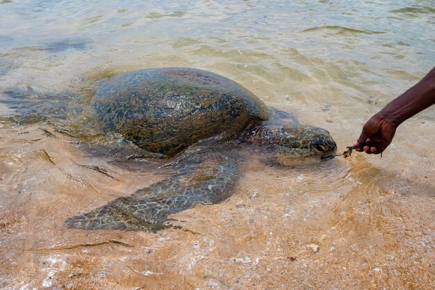 Groene zeeschildpad of chelonia mydas op een strand