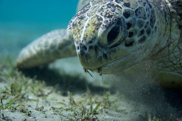 Groene zeeschildpad op de bodem van de zee