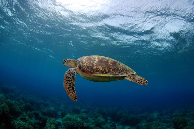 Groene zeeschildpad zwemt langs koraalriffen. Onderwaterwereld van het eiland Apo, de Filippijnen.