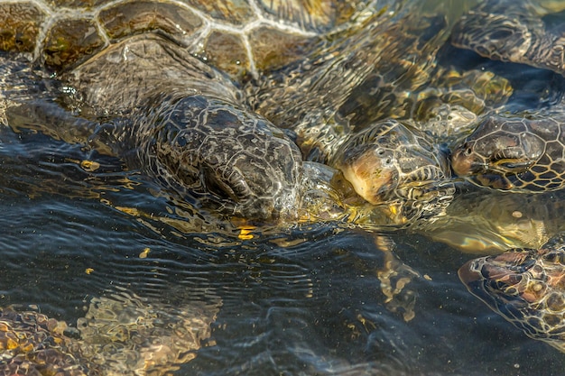 Groene zeeschildpadden Chelonia mydas vechten