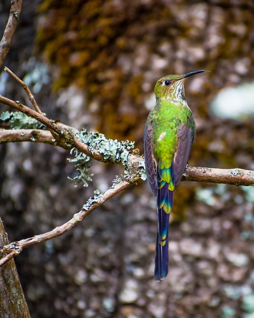 Groene zoemende vogel lange staart