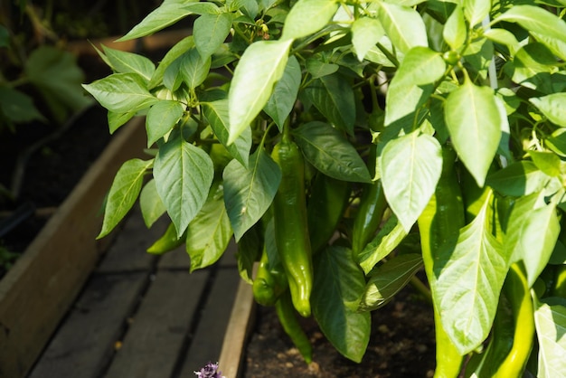 Groene zoete onrijpe peper hangt aan een struik Capsicum annuum Groep