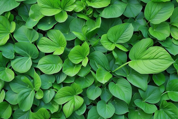 Groene zomer achtergrond prachtige grote groene plantblaadjes