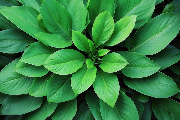 Groene zomer achtergrond prachtige grote groene plantblaadjes