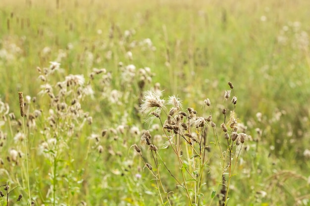 Groene zomer gebladerte abstracte textuur met bladeren en achtergrond wazig.