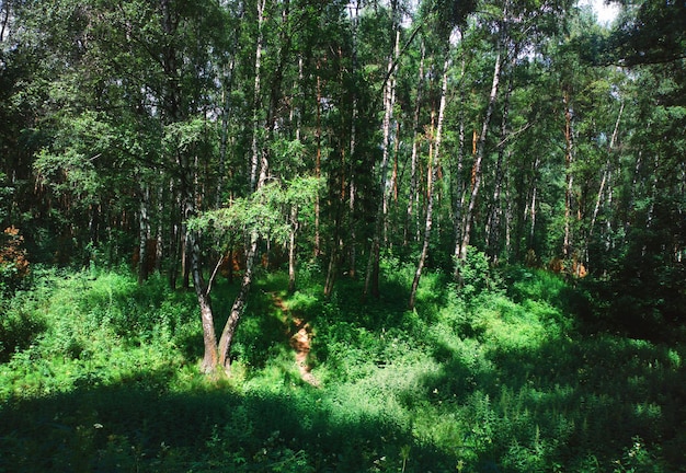 Groene zomer park natuur achtergrond