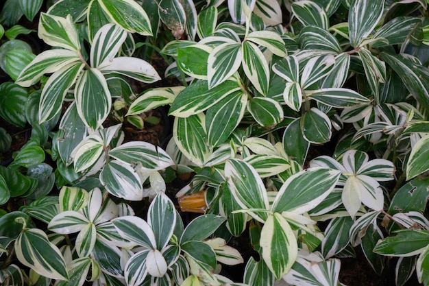 Groene zomerplant op de buitenmarkt