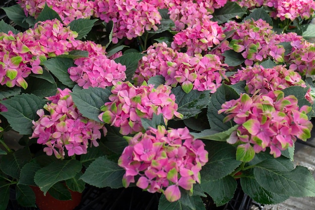 Groene zomerplant op de buitenmarkt