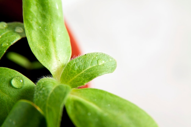 Groene zonnebloem groeiende spruiten