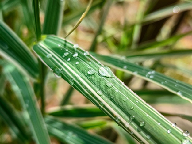 Groene zonnebloem groeiende spruiten